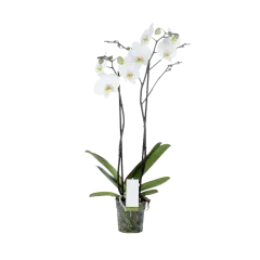 Orchidea - Belgia