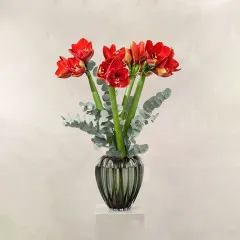 Joyful Amaryllis - Sweden