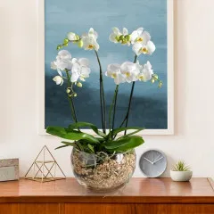Biała orchidea premium - Włochy