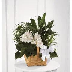 The FTD Peace And Serenity Dishgarden - Guatemala