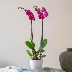 Orchidea - Portugalia