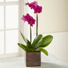 Fuchsia Phalaenopsis Orchid - Meksyk