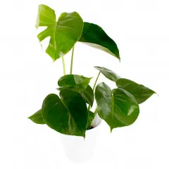 Monstera, duża - Finlandia