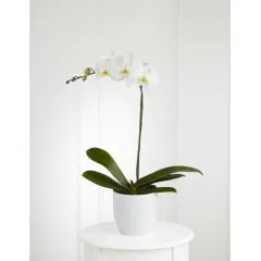 Orchid plant - Jordania