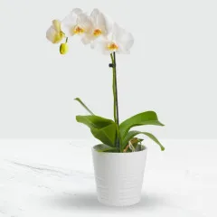 Phalaenopsis orchid in a pot. - Zambia