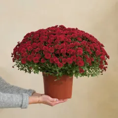 Chysantheme rouge - Francja