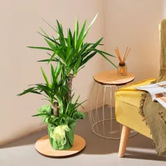 Yucca Plant - Włochy