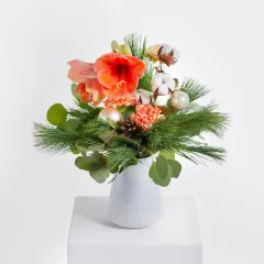 Apricot Dream - Germany