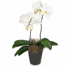 White Dream (orchidea) - Liechtenstein