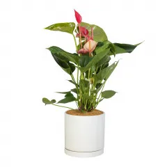 Flamingo Flower - Australia