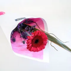 Pojedyńczy kwiat - Tonga