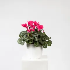 Pojedyńcza roslina - Tonga