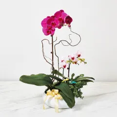 Orchidea W Doniczce - Indonezja