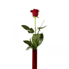 Głęboko Oddany - Belize