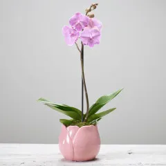 Single Plant - United Kingdom