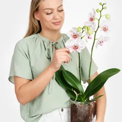 Biało-różowa orchidea w wazonie - Niemcy