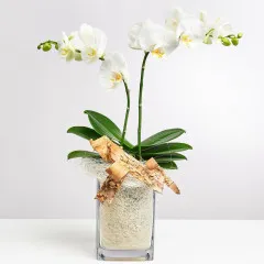 White Orchid in Vase with Flax - Germany