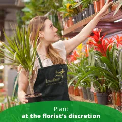 Single Plant - Andora