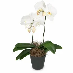 Biała orchidea (Phalaenopsis) - Austria