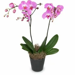 Głęboko różowa orchidea (Phalaenopsis) - Austria