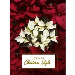 Red Poinsettia Christmas Style - Albania