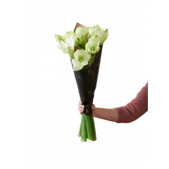 Amaryllis White 240523 - Norwegia