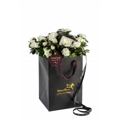 Shimmering White 240533 - Norwegia