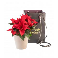 Christmas Tradition Red 240541 - Norwegia