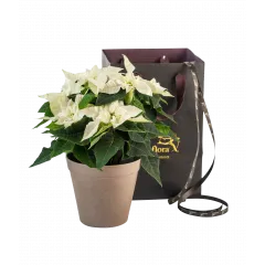 Christmas Tradition White 240543 - Norwegia