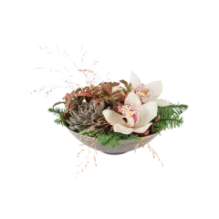 Orchid Fantasy 240550 - Norwegia