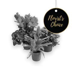 Roślina doniczkowa - Belgia