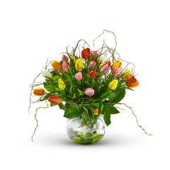 Multi Tulipa - Belgium