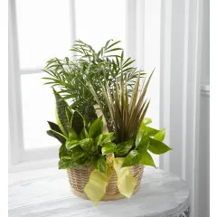 Ogród francuski - Brazylia