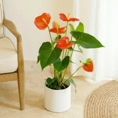Red Anthurium - Italy