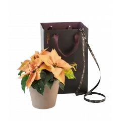 Pink Star of November 240539 - Norway