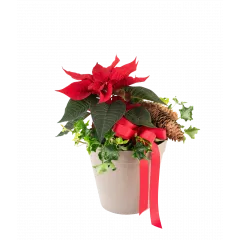 Santas Choice 240549 - Norwegia