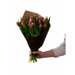 Pink Tulips  - Norway