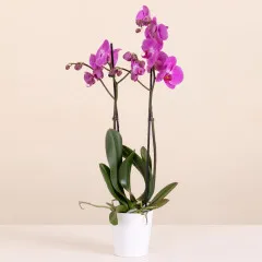 Różowa Orchidea - Włochy