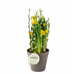 Daffodil Joy 240151 - Norway