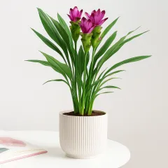 Plant Turmeric - Italy