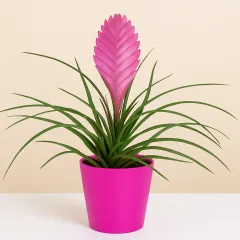 Roślina Tillandsia - Hiszpania