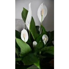 Pace Lily - Chorwacja
