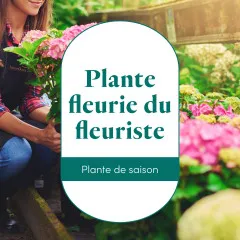 Plante fleurie du fleuriste - Francja
