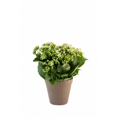 Calandiva white 242646 - Norway