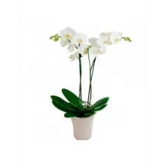Orchid - Côte d’Ivoire
