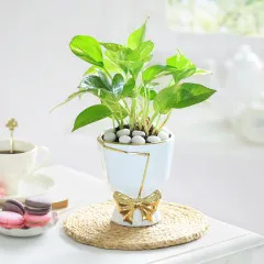 Bow of Abundance - India