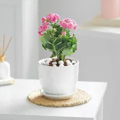 Color Me Wild - India