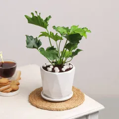 Growing Grace - India