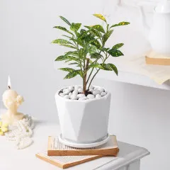 Fortune Unfurling - India