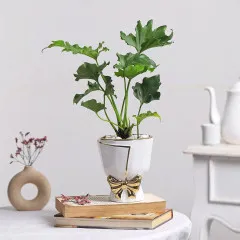 A Living Wish - India